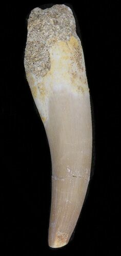 Fossil Plesiosaur Tooth - Morocco #39822